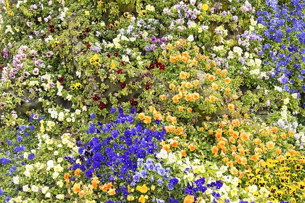 Hermosas flores de primavera coloridas —  Fotos de Stock