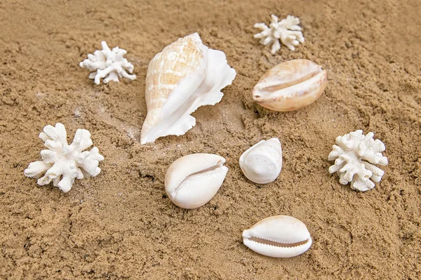 Shells and corals — Stock Photo, Image