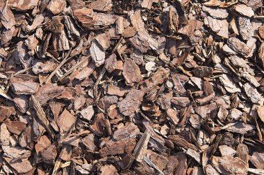 Ağaç kabuğu parçaları arka plan dokusu