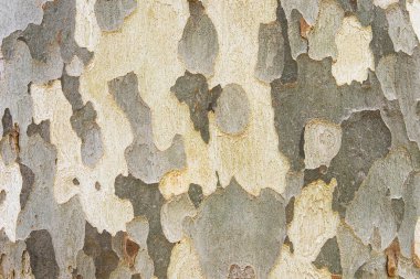 Ağaç kabuğu arka plan doku yakın çekim