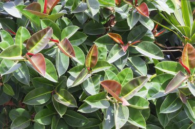 Parlak renkli bahar ficus arka plan