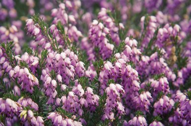 Menekşe heather arka plan