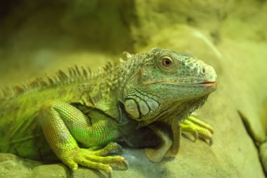 iguana yakın çekim