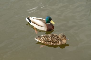 bir göl kenarında iki ördek