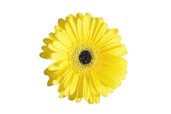 Sarı taze gerbera — Stok fotoğraf