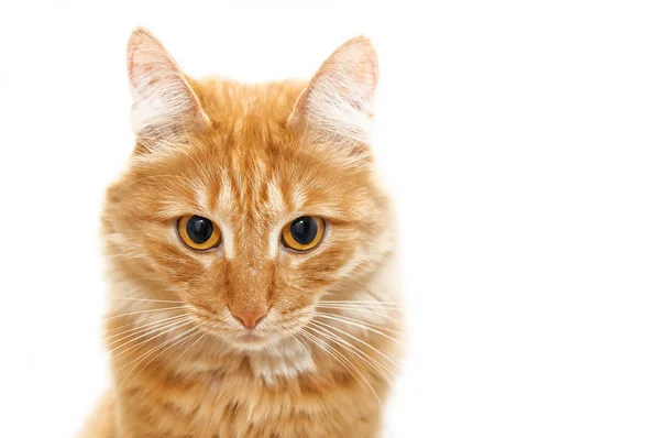 Gato vermelho de perto — Fotografia de Stock