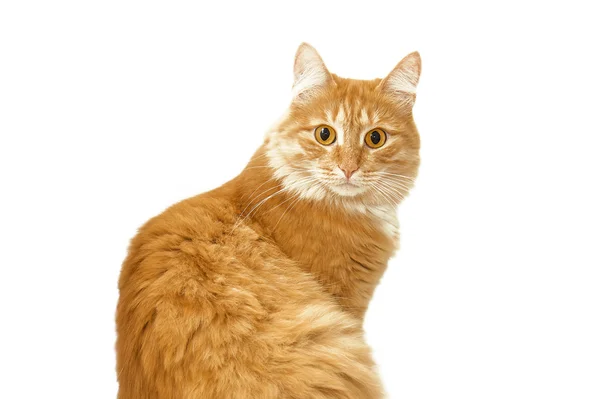 Gato vermelho olhando surpreso — Fotografia de Stock