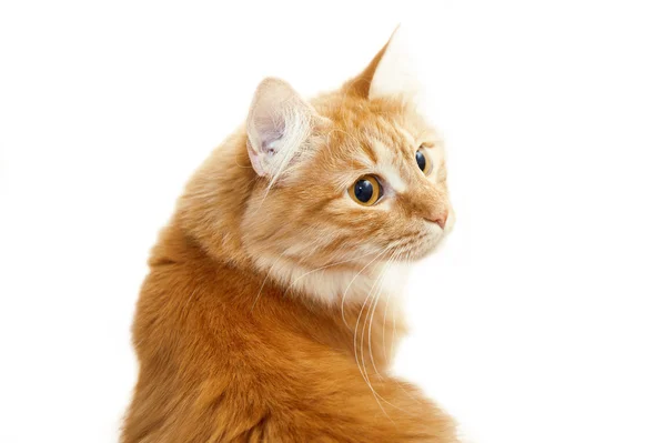 Gato vermelho de perto — Fotografia de Stock