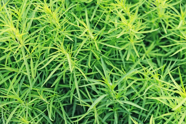 Plantas de fundo close up — Fotografia de Stock