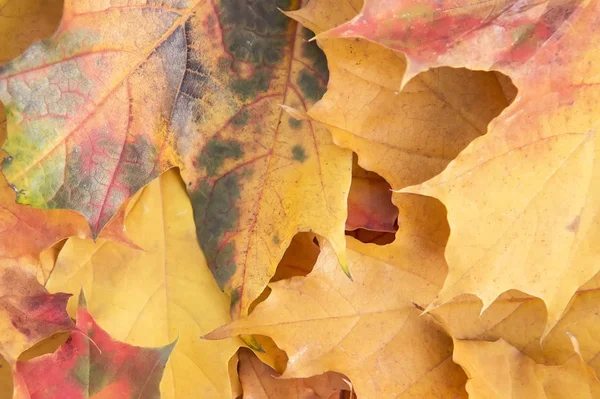 Autunno acero foglie di sfondo — Foto Stock