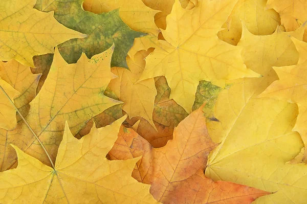 Outono bordo folhas fundo — Fotografia de Stock