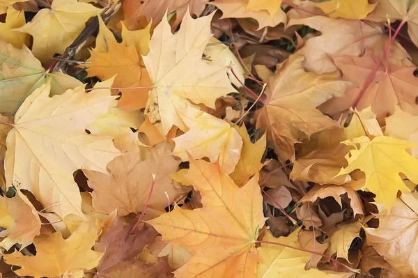 Hojas de otoño fondo —  Fotos de Stock