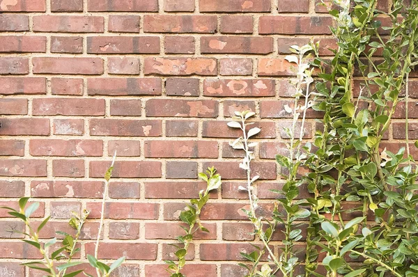 Red brick wall with green branches background texture — Stock Photo, Image