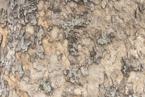 Textura de fondo de corteza de árbol viejo — Foto de Stock