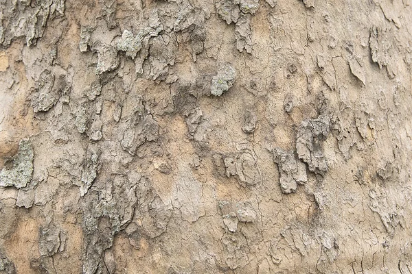 Textura de fondo de corteza de árbol viejo — Foto de Stock