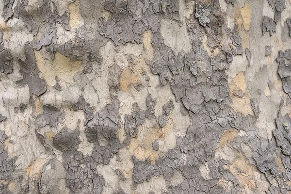 Textura de fondo de corteza de árbol viejo — Foto de Stock