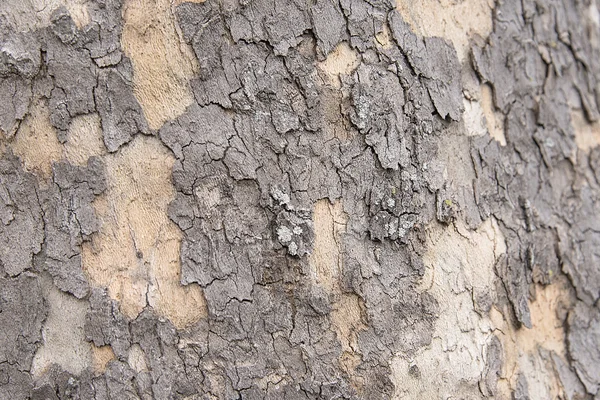 Textura de fondo de corteza de árbol viejo — Foto de Stock