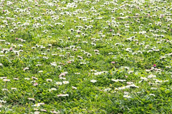 Pradera de primavera con margaritas —  Fotos de Stock