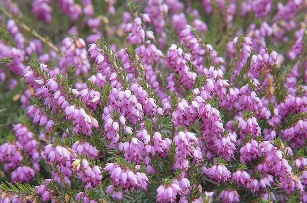 Menekşe heather arka plan 