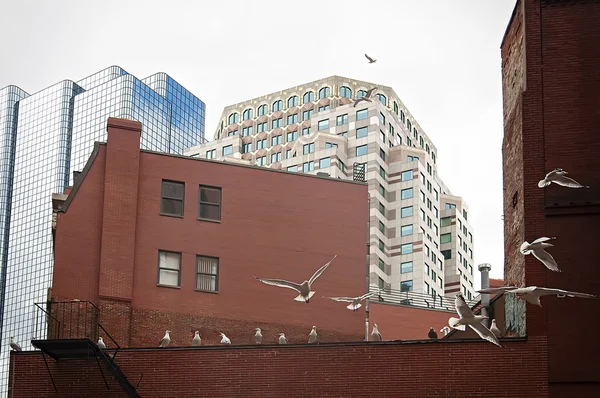 Mouettes dans le centre de Boston — Photo