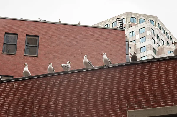 Mouettes dans le centre de Boston — Photo