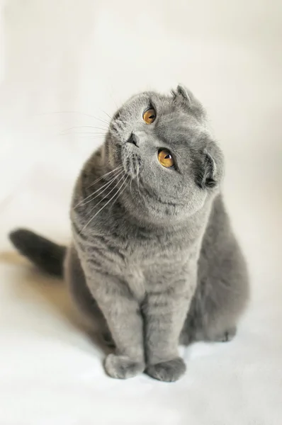 Scottish fold cat — Stock Photo, Image