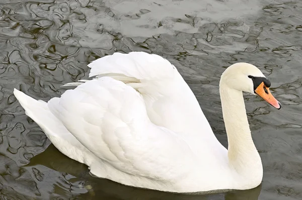 Gölde yüzen güzel beyaz kuğu