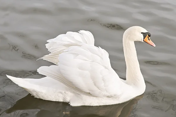 Bonito cisne branco nadando no lago — Fotografia de Stock