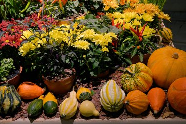 Sonbahar dekoratif hasat kompozisyonu balkabağı, biber ve kasımpatı ile kapanıyor.