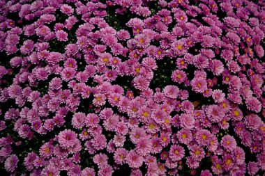 Menekşe kasımpatı ile sonbahar dekoratif kompozisyonu kapat