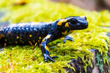 Ormanda ağaç kütüğü semender