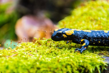 Ormanda ağaç kütüğü semender