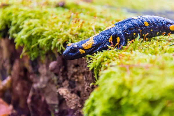 Salamander auf Baumstumpf im Wald — Stockfoto