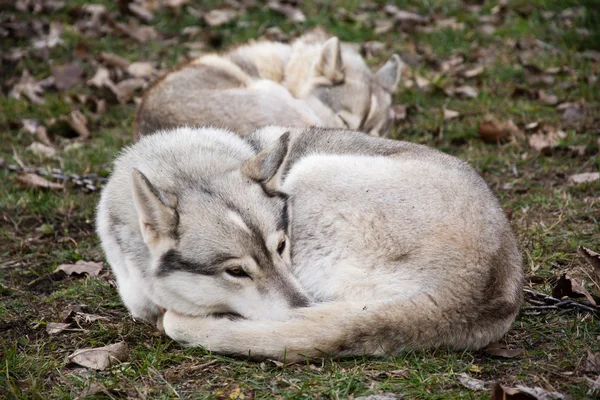 Twee slapen hond — Stockfoto