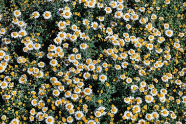 Asteraceae beyaz çiçekleri güzel bir yaz bahçesinde çiçek açıyor..