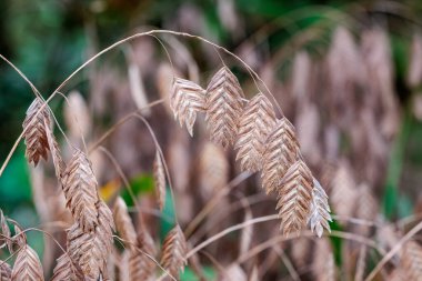 Sonbahar bahçesinde renk değiştirmeye başlayan chasmanthium latifolium tohumları.