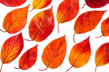 Güzel sonbahar kiraz çiçekleri yaprakları.