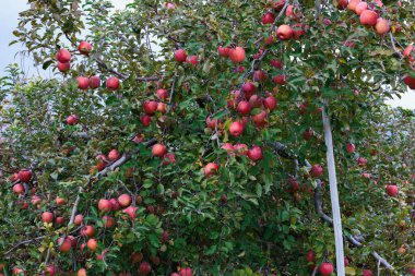 Sonbaharın sonlarında açık kırmızı bir Fuji elma bahçesi manzarası.