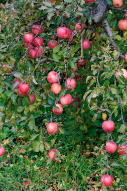 Meyve bahçesinde güzel olgunlaşan lezzetli Fuji elmaları..