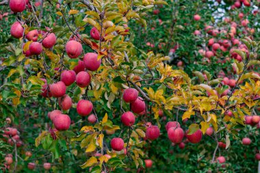 Birçok Fuji elması sonbaharın sonlarında kıpkırmızı olur.
