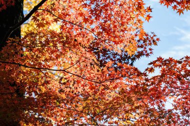 Japon akçaağacının sonbahar yaprakları..