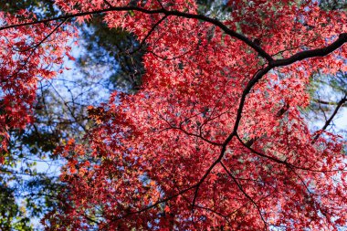Japon akçaağaçlarının güzel kırmızı sonbahar yaprakları.