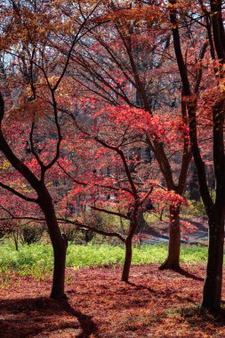 Japon akçaağaçlarının güzel kırmızı sonbahar yaprakları.