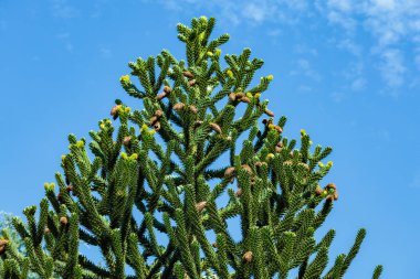 Güzel şekilli güzel maymun yapboz ağacı..