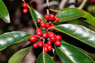 Sonbaharda parlak kırmızı Nanaminoki ağacının yakın çekimi.