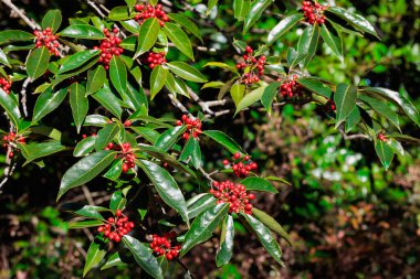 Sonbaharda Nanaminoki ağacının parlak kırmızı meyveleri.