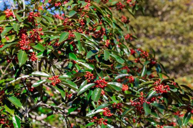 Sonbaharda Nanaminoki ağacının parlak kırmızı meyveleri.