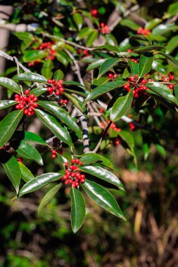 Sonbaharda Nanaminoki ağacının parlak kırmızı meyveleri.