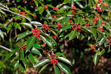 Sonbaharda Nanaminoki ağacının parlak kırmızı meyveleri.