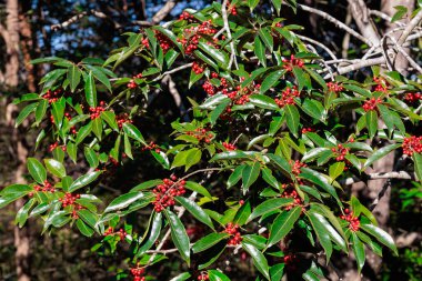 Sonbaharda Nanaminoki ağacının parlak kırmızı meyveleri.